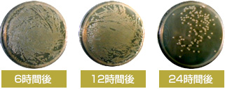 大腸菌群O-157に於ける除菌効果